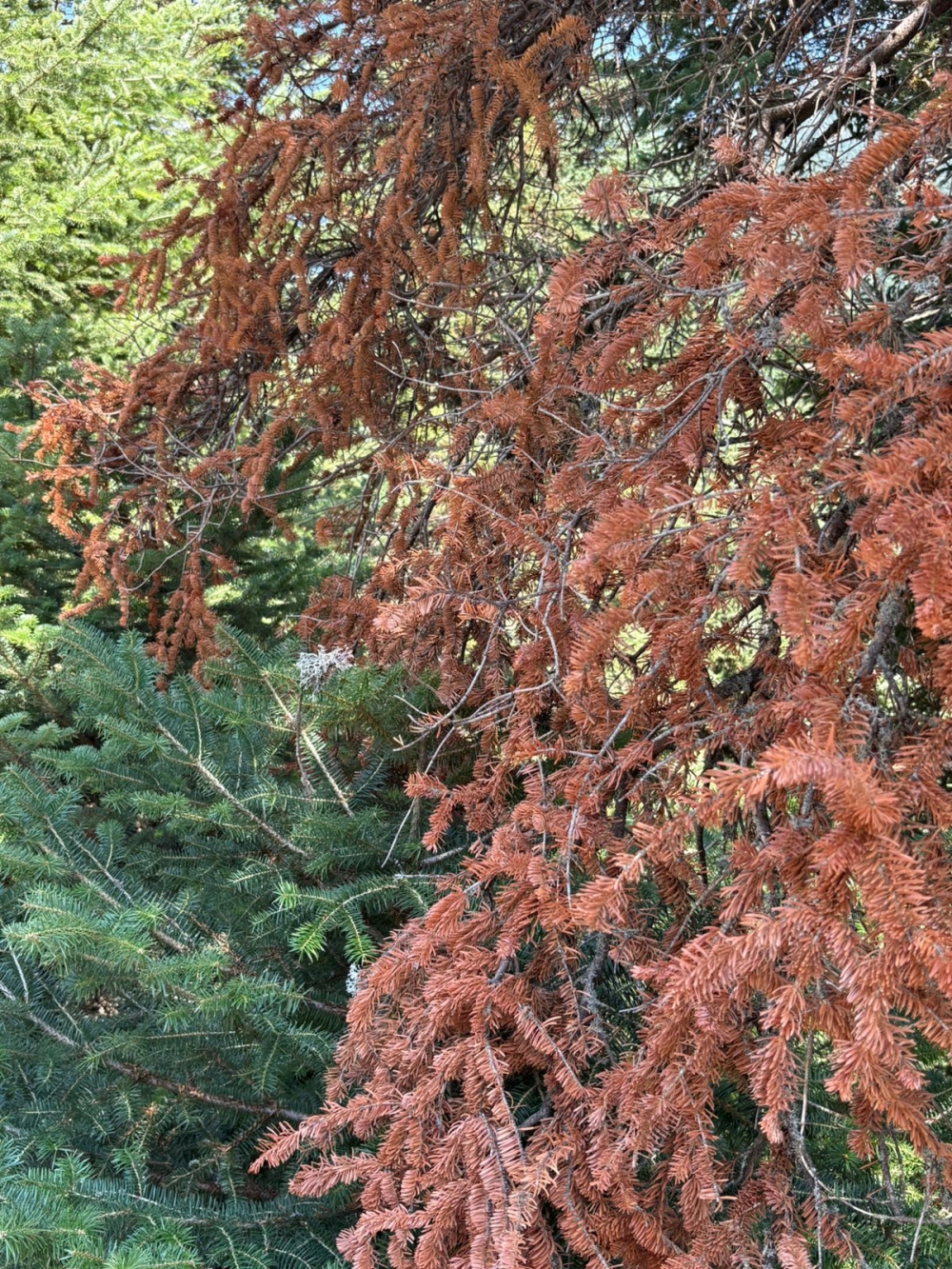 &Tau;&omicron; &sigma;ύ&nu;&delta;&rho;&omicron;&mu;&omicron; &tau;&eta;&sigmaf; &nu;&epsilon;&kappa;&rho;ή&sigmaf; &epsilon;&lambda;ά&tau;&eta;&sigmaf;