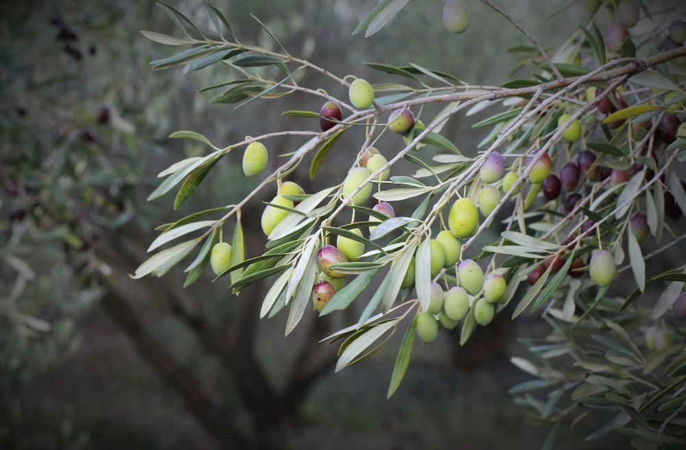 &Beta;&iota;&omicron;&lambda;&omicron;&gamma;&iota;&kappa;έ&sigmaf; &kappa;&alpha;&iota; &beta;&iota;&omicron;&tau;&epsilon;&chi;&nu;&omicron;&lambda;&omicron;&gamma;&iota;&kappa;έ&sigmaf; &mu;έ&theta;&omicron;&delta;&omicron;&iota; &kappa;&alpha;&tau;&alpha;&pi;&omicron;&lambda;έ&mu;&eta;&sigma;&eta;&sigmaf; &tau;&omicron;&upsilon; &delta;ά&kappa;&omicron;&upsilon; &tau;&eta;&sigmaf; &epsilon;&lambda;&iota;ά&sigmaf;