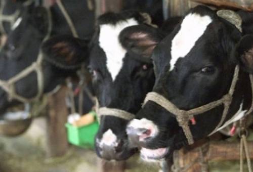 Ζωοκλέφτες έσφαζαν βοοειδή και πωλούσαν το κρέας στη Μάνη