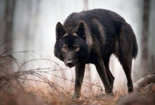 Πώς μια επιδημία οδήγησε σε αύξηση των μαύρων λύκων