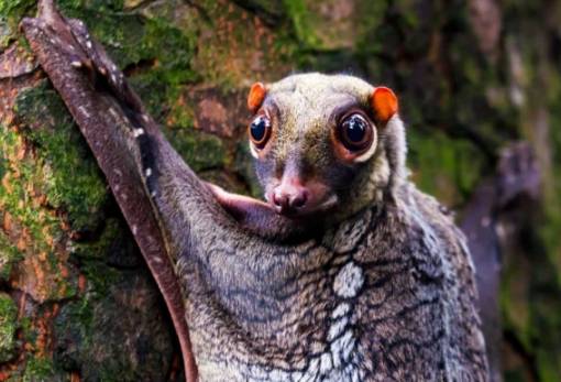 Εκατοντάδες είδη θηλαστικών «αγνοούνται»