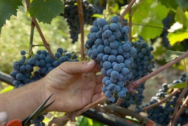 &Mu;έ&chi;&rho;&iota; 15/12 &omicron;&iota; &alpha;&iota;&tau;ή&sigma;&epsilon;&iota;&sigmaf; &gamma;&iota;&alpha; &alpha;&mu;&pi;&epsilon;&lambda;ώ&nu;&epsilon;&sigmaf;