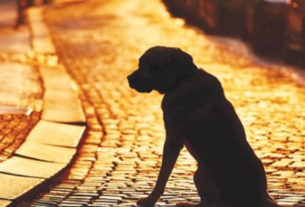 &Sigma;ύ&lambda;&lambda;&eta;&psi;&eta; &kappa;&alpha;&iota; &pi;&rho;ό&sigma;&tau;&iota;&mu;&omicron; &gamma;&iota;&alpha; &pi;&alpha;&rho;&alpha;&mu;έ&lambda;&eta;&sigma;&eta; &sigma;&kappa;ύ&lambda;&omicron;&upsilon; &sigma;&tau;&eta; &Sigma;&pi;ά&rho;&tau;&eta;