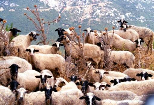 Στο επίκεντρο σύσκεψης η διαχείριση της φυματίωσης σε ζώα στον Πάρνωνα