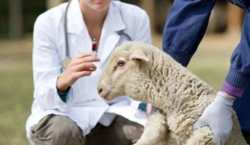 &Sigma;&tau;&eta; &gamma;&rho;&alpha;&mu;&mu;ή ά&mu;&upsilon;&nu;&alpha;&sigmaf; &kappa;&alpha;&tau;ά &tau;&eta;&sigmaf; &epsilon;&upsilon;&lambda;&omicron;&gamma;&iota;ά&sigmaf; &omicron;&iota; &sigma;&tau;&rho;&alpha;&tau;&iota;&omega;&tau;&iota;&kappa;&omicron;ί &kappa;&tau;&eta;&nu;ί&alpha;&tau;&rho;&omicron;&iota;