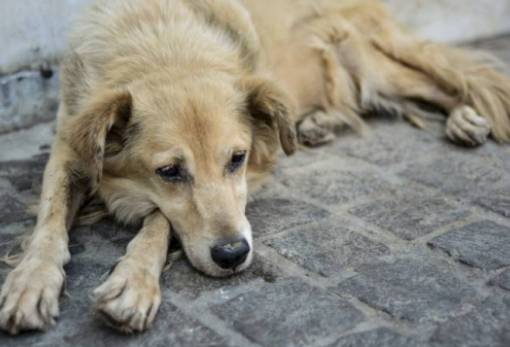 Σύλληψη άνδρα στο Γύθειο για κακοποίηση σκύλου