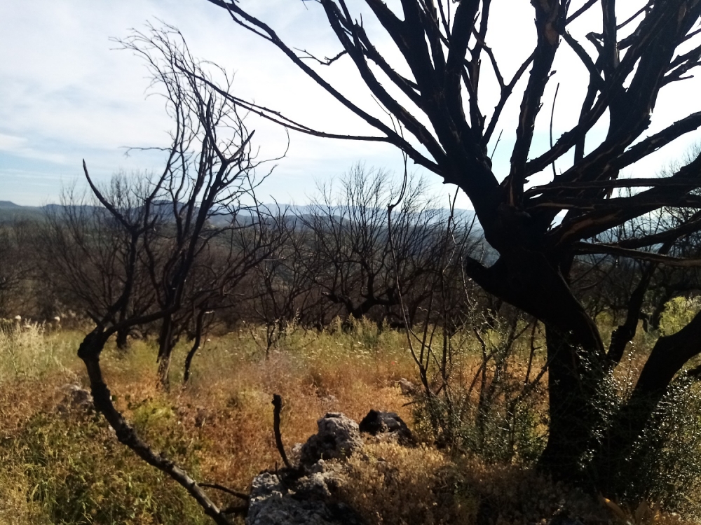 Καμένες αλλά «κομμένες» περιοχές του Σμύνους