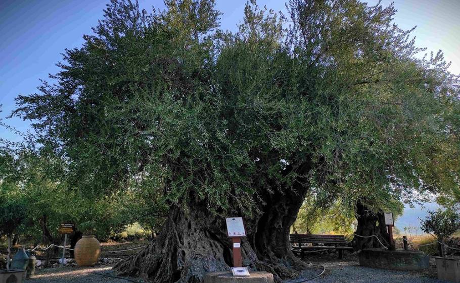 Δύο χιλιετίες ιστορίας στις ρίζες της Απιδέας