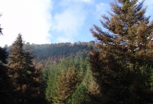 Σε κίνδυνο το δασικό σύστημα του Ταϋγέτου