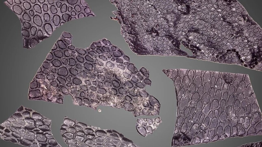 &Tau;&omicron; &alpha;&rho;&chi;&alpha;&iota;ό&tau;&epsilon;&rho;&omicron; &alpha;&pi;&omicron;&lambda;&iota;&theta;&omega;&mu;έ&nu;&omicron; &delta;έ&rho;&mu;&alpha;, &alpha;&nu;ή&kappa;&epsilon; &sigma;&epsilon; &epsilon;&rho;&pi;&epsilon;&tau;ό &pi;&omicron;&upsilon; έ&zeta;&eta;&sigma;&epsilon; &pi;&rho;&iota;&nu; &tau;&omicron;&upsilon;&sigmaf; &delta;&epsilon;&iota;&nu;ό&sigma;&alpha;&upsilon;&rho;&omicron;&upsilon;&sigmaf;