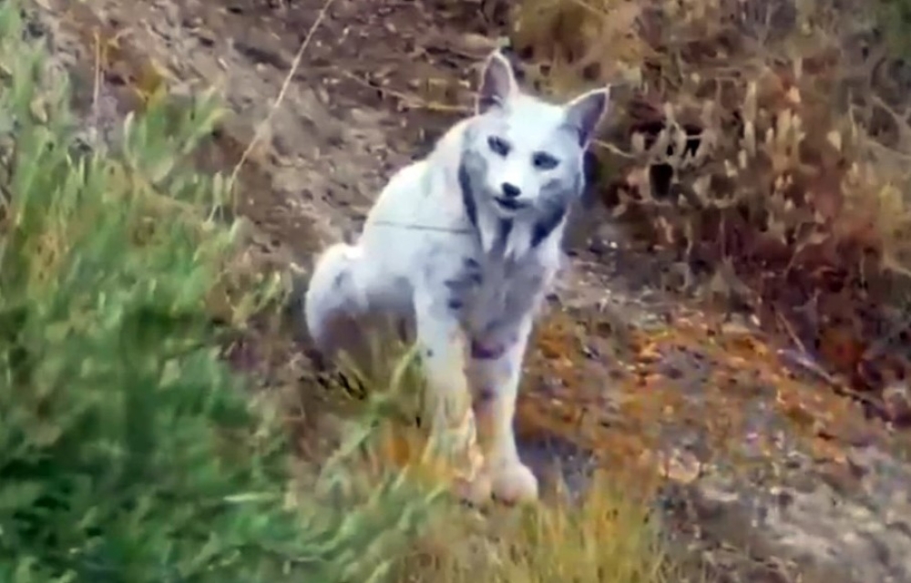 Το «Λευκό Φάντασμα» του μεσογειακού δάσους για πρώτη φορά στον φακό