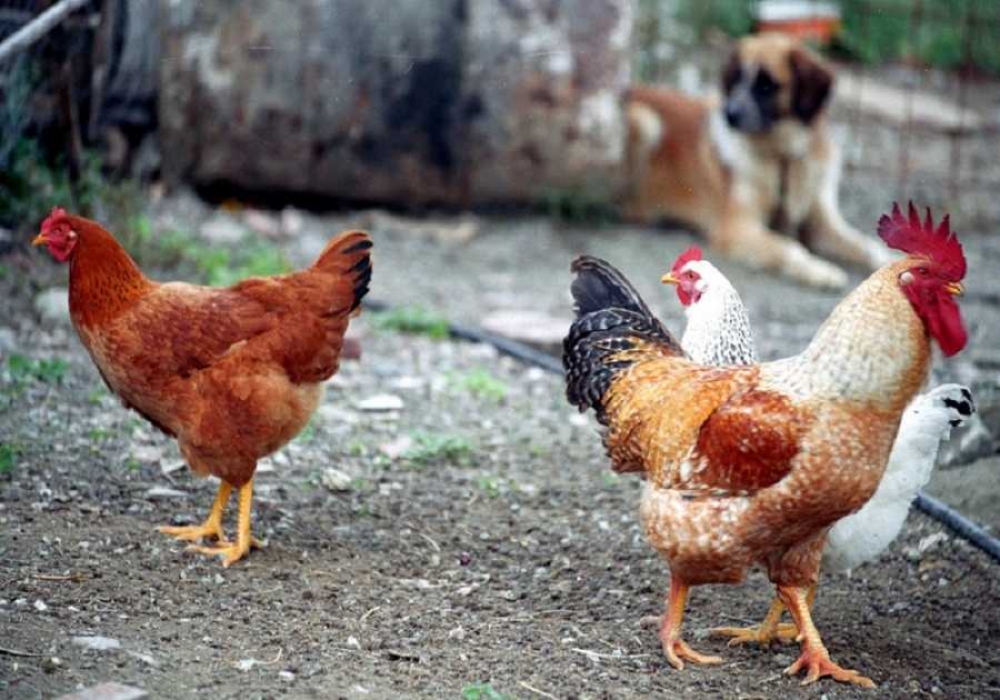 &Epsilon;&nu;&eta;&mu;έ&rho;&omega;&sigma;&eta; &gamma;&iota;&alpha; &tau;&eta; &gamma;&rho;ί&pi;&eta; &tau;&omega;&nu; &pi;&tau;&eta;&nu;ώ&nu; &alpha;&pi;ό &tau;&omicron; &Tau;&mu;ή&mu;&alpha; &Kappa;&tau;&eta;&nu;&iota;&alpha;&tau;&rho;&iota;&kappa;ή&sigmaf; &Pi;&Epsilon; &Lambda;&alpha;&kappa;&omega;&nu;ί&alpha;&sigmaf;