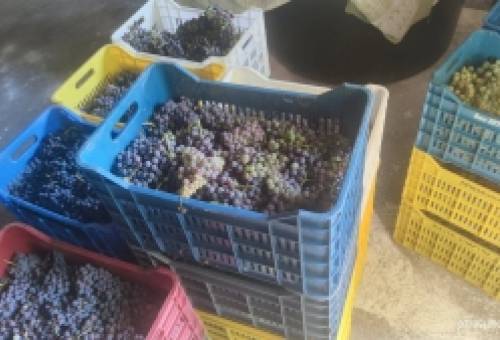 Από το αμπέλι στο βαρέλι: Η εποχή του τρύγου στη Λακωνία