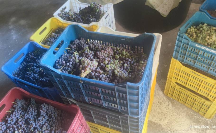 &Alpha;&pi;ό &tau;&omicron; &alpha;&mu;&pi;έ&lambda;&iota; &sigma;&tau;&omicron; &beta;&alpha;&rho;έ&lambda;&iota;: &Eta; &epsilon;&pi;&omicron;&chi;ή &tau;&omicron;&upsilon; &tau;&rho;ύ&gamma;&omicron;&upsilon; &sigma;&tau;&eta; &Lambda;&alpha;&kappa;&omega;&nu;ί&alpha;