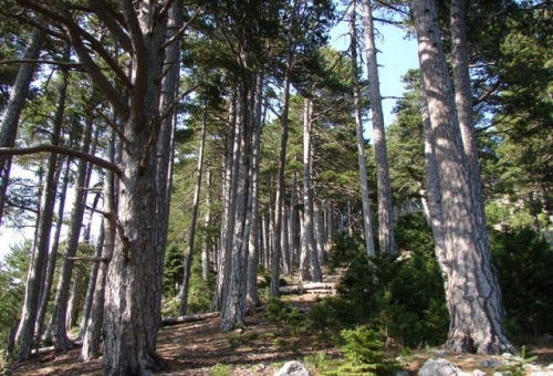 Θεωρήθηκαν οι δασικοί χάρτες της Λακωνίας