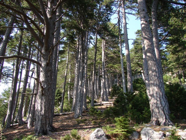 &Theta;&epsilon;&omega;&rho;ή&theta;&eta;&kappa;&alpha;&nu; &omicron;&iota; &delta;&alpha;&sigma;&iota;&kappa;&omicron;ί &chi;ά&rho;&tau;&epsilon;&sigmaf; &tau;&eta;&sigmaf; &Lambda;&alpha;&kappa;&omega;&nu;ί&alpha;&sigmaf;