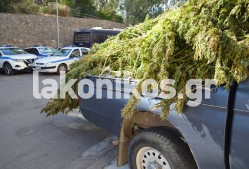 Μεγάλη χασισοφυτεία ξεσκεπάστηκε στο Γύθειο