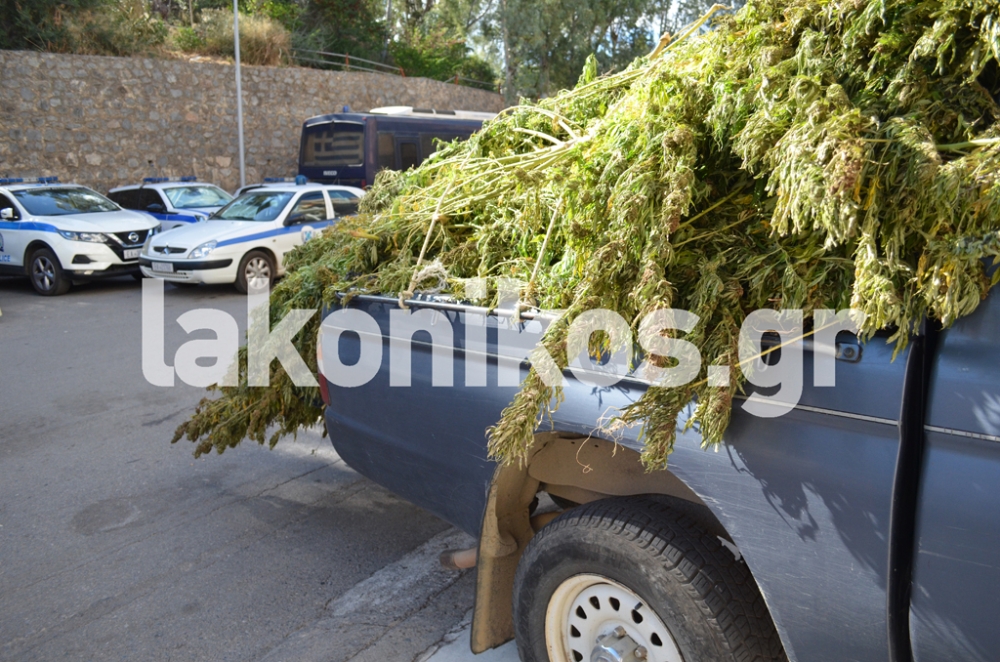 &Mu;&epsilon;&gamma;ά&lambda;&eta; &chi;&alpha;&sigma;&iota;&sigma;&omicron;&phi;&upsilon;&tau;&epsilon;ί&alpha; &xi;&epsilon;&sigma;&kappa;&epsilon;&pi;ά&sigma;&tau;&eta;&kappa;&epsilon; &sigma;&tau;&omicron; &Gamma;ύ&theta;&epsilon;&iota;&omicron;