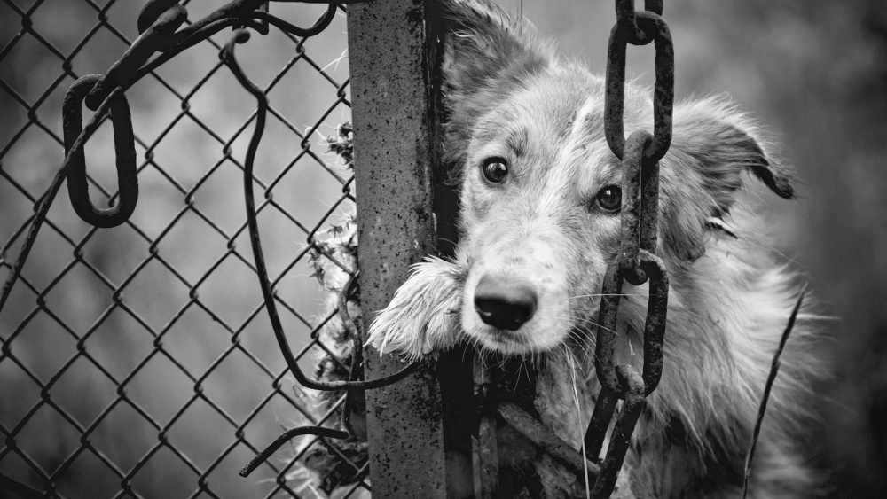 &Pi;&alpha;&pi;&alpha;&delta;&iota;ά&nu;&iota;&kappa;&alpha;: &Sigma;&tau;&omicron;&nu; &epsilon;&iota;&sigma;&alpha;&gamma;&gamma;&epsilon;&lambda;έ&alpha; &gamma;&iota;&alpha;&tau;ί &pi;&alpha;&rho;έ&beta;&eta; &tau;&eta; &nu;&omicron;&mu;&omicron;&theta;&epsilon;&sigma;ί&alpha; &pi;&epsilon;&rho;ί &zeta;ώ&omega;&nu; &sigma;&upsilon;&nu;&tau;&rho;&omicron;&phi;&iota;ά&sigmaf;