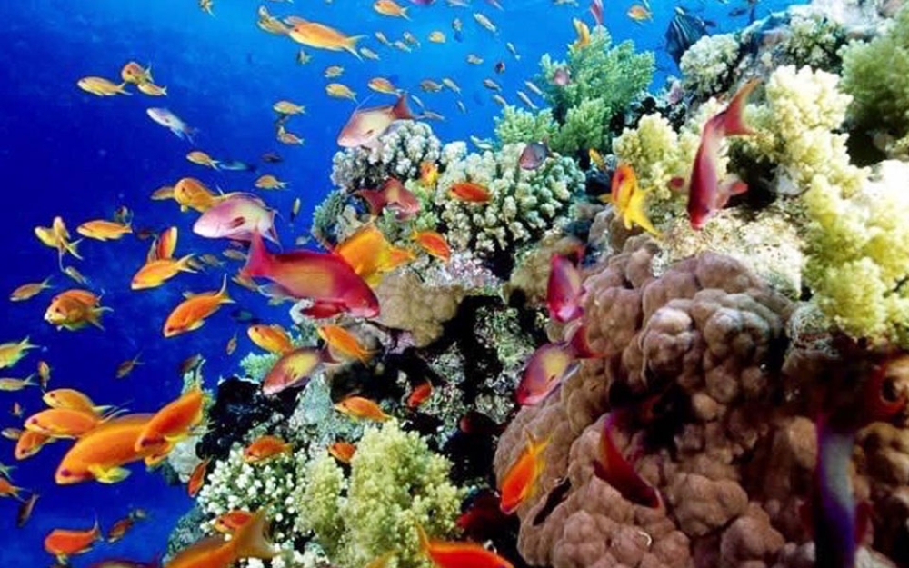 &Mu;&omicron;&upsilon;&sigma;&iota;&kappa;ή &gamma;&iota;&alpha; &tau;&eta; &delta;&iota;ά&sigma;&omega;&sigma;&eta; &kappa;&omicron;&rho;&alpha;&lambda;&lambda;&iota;&omicron;&gamma;&epsilon;&nu;ώ&nu; &upsilon;&phi;ά&lambda;&omega;&nu;