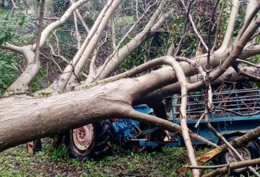 Πολυετής καρυδιά καταπλάκωσε τρακτέρ στη Βάρσοβα