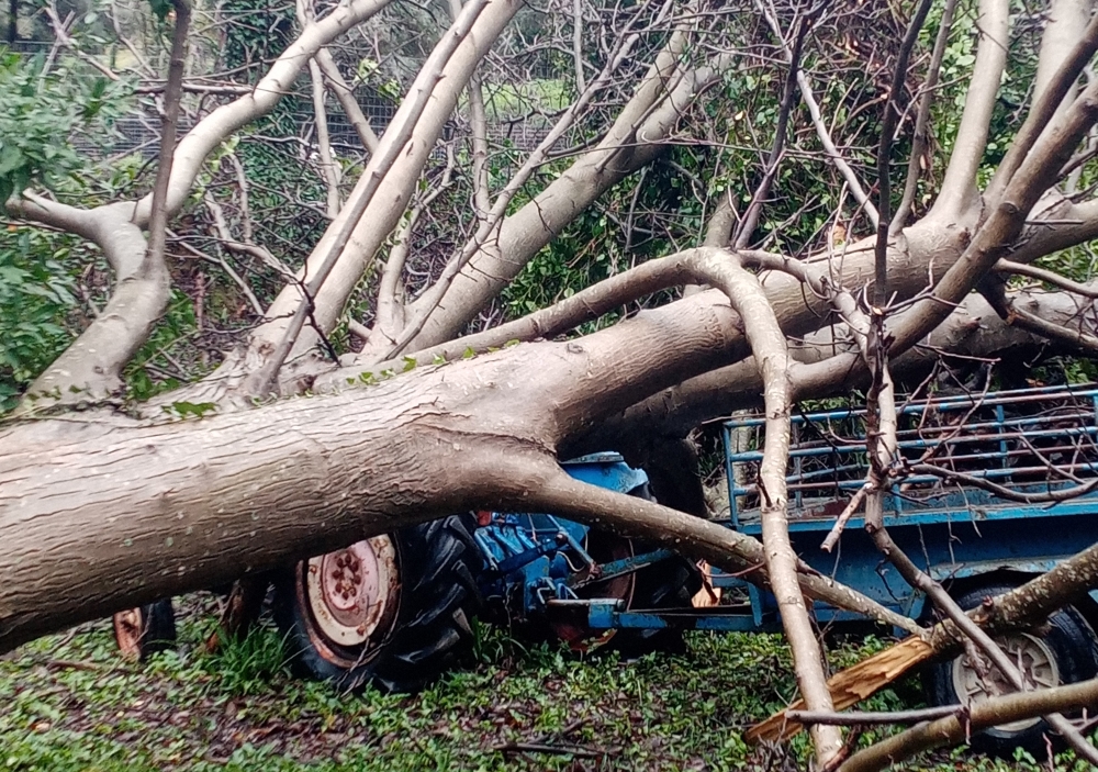 &Pi;&omicron;&lambda;&upsilon;&epsilon;&tau;ή&sigmaf; &kappa;&alpha;&rho;&upsilon;&delta;&iota;ά &kappa;&alpha;&tau;&alpha;&pi;&lambda;ά&kappa;&omega;&sigma;&epsilon; &tau;&rho;&alpha;&kappa;&tau;έ&rho; &sigma;&tau;&eta; &Beta;ά&rho;&sigma;&omicron;&beta;&alpha;