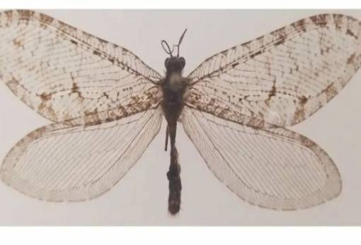 «Εξαφανισμένο» γιγάντιο έντομο της ιουρασικής περιόδου εντοπίστηκε ξανά στο Αρκάνσας