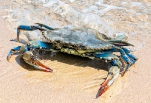 Μπλε καβούρι: Ο «εισβολέας» που καταστρέφει δίχτυα αλλά καταλήγει... εκλεκτός μεζές