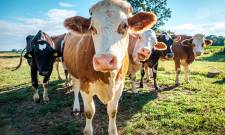 Ναι, το ρέψιμο της αγελάδας κάνει κακό στο περιβάλλον