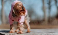 Είναι σωστό να βάλετε πουλόβερ στον σκύλο σας το χειμώνα;