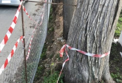 Κανελλοπούλου: «Παράνομες διαδικασίες κοπής κυπαρισσιών στο Α΄ Νεκροταφείο»