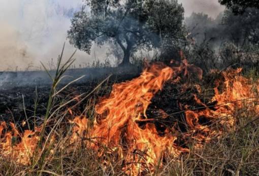 Πυρόπληκτοι ελαιώνες: Τι ισχύει για δηλώσεις και ενισχύσεις