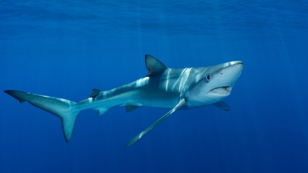 &Eta; &alpha;&nu;&theta;&rho;&omega;&pi;ό&tau;&eta;&tau;&alpha; &epsilon;&xi;&omicron;&nu;&tau;ώ&nu;&epsilon;&iota; &omicron;&gamma;&delta;ό&nu;&tau;&alpha; &epsilon;&kappa;&alpha;&tau;&omicron;&mu;&mu;ύ&rho;&iota;&alpha; &kappa;&alpha;&rho;&chi;&alpha;&rho;ί&epsilon;&sigmaf; &kappa;ά&theta;&epsilon; &chi;&rho;ό&nu;&omicron;