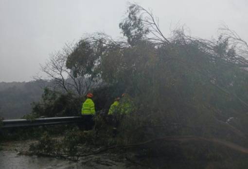 Το δικό σας σχόλιο: Εφιάλτης στον δρόμο με τους ευκαλύπτους