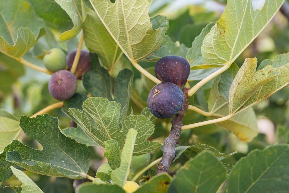 &Epsilon;&kappa;&tau;ό&sigmaf; &tau;&omega;&nu; &epsilon;&nu;&iota;&sigma;&chi;ύ&sigma;&epsilon;&omega;&nu; &gamma;&iota;&alpha; &tau;&alpha; &sigma;ύ&kappa;&alpha; &eta; &Lambda;&alpha;&kappa;&omega;&nu;ί&alpha;
