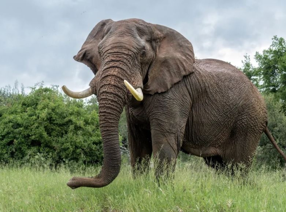 &Tau;&omicron; &mu;&upsilon;&sigma;&tau;&iota;&kappa;ό &tau;&eta;&sigmaf; &epsilon;&pi;&iota;&delta;&epsilon;&xi;&iota;ό&tau;&eta;&tau;&alpha;&sigmaf; &tau;&omega;&nu; &epsilon;&lambda;&epsilon;&phi;ά&nu;&tau;&omega;&nu;: &omicron;&iota; &tau;&rho;ί&chi;&epsilon;&sigmaf; &sigma;&tau;&eta;&nu; &pi;&rho;&omicron;&beta;&omicron;&sigma;&kappa;ί&delta;&alpha; &tau;&omicron;&upsilon;&sigmaf; &lambda;&epsilon;&iota;&tau;&omicron;&upsilon;&rho;&gamma;&omicron;ύ&nu; &sigma;&alpha;&nu; &laquo;&kappa;&epsilon;&rho;&alpha;ί&epsilon;&sigmaf;&raquo;