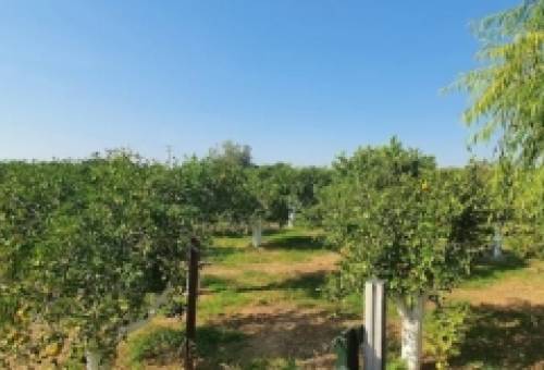 Προς πώληση αγρόκτημα με παραγωγικές πορτοκαλιές στη Στεφανιά Λακωνίας