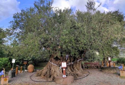 Όταν η ιστορία καρποφορεί: Η Γηραιότερη Ελιά της Πελοποννήσου τιμά την Παγκόσμια Ημέρα Ελιάς