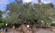 Όταν η ιστορία καρποφορεί: Η Γηραιότερη Ελιά της Πελοποννήσου τιμά την Παγκόσμια Ημέρα Ελιάς