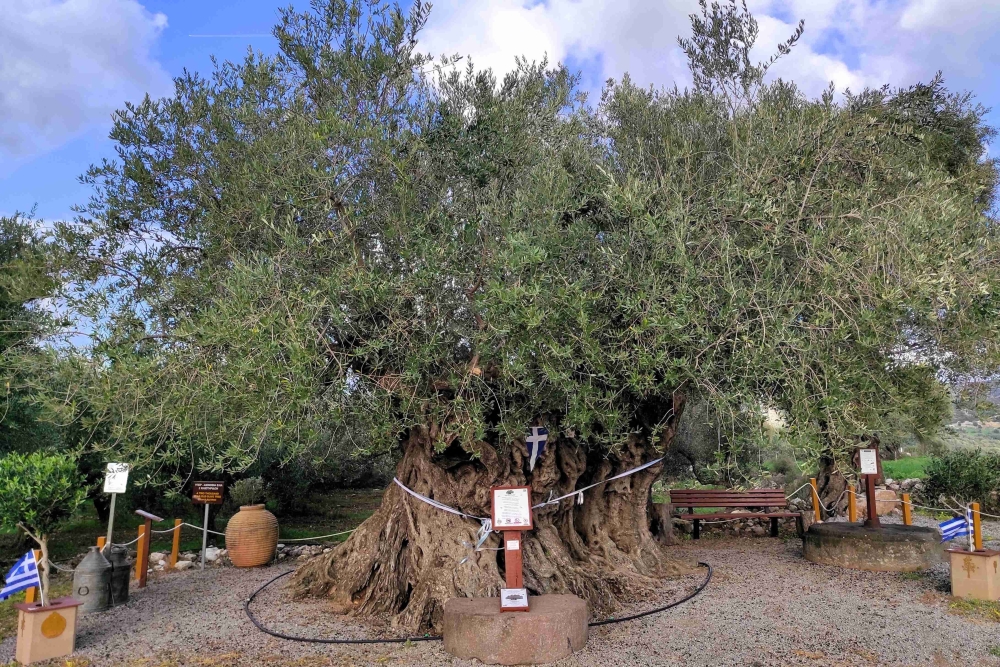 Όταν η ιστορία καρποφορεί: Η Γηραιότερη Ελιά της Πελοποννήσου τιμά την Παγκόσμια Ημέρα Ελιάς