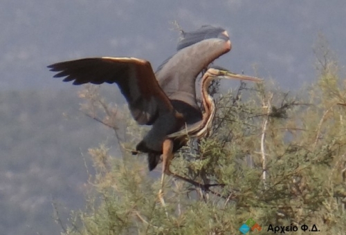 Το ζώο της εβδομάδας: Πορφυροτσικνιάς (Ardea purpurea)