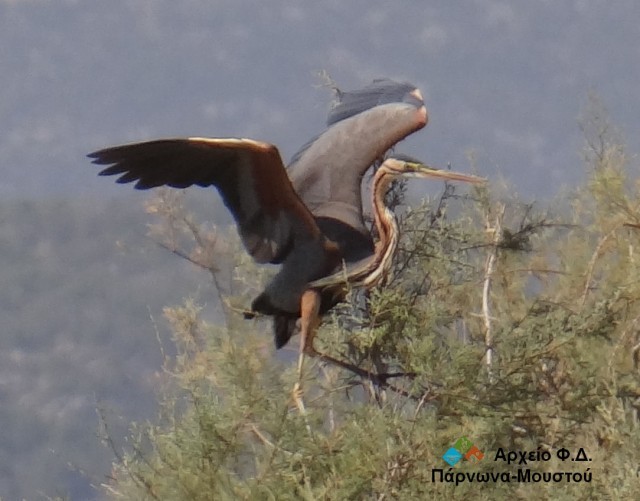 &Tau;&omicron; &zeta;ώ&omicron; &tau;&eta;&sigmaf; &epsilon;&beta;&delta;&omicron;&mu;ά&delta;&alpha;&sigmaf;: &Pi;&omicron;&rho;&phi;&upsilon;&rho;&omicron;&tau;&sigma;&iota;&kappa;&nu;&iota;ά&sigmaf; (Ardea purpurea)