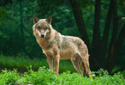 Ο κληρονόμος κι ο λύκος