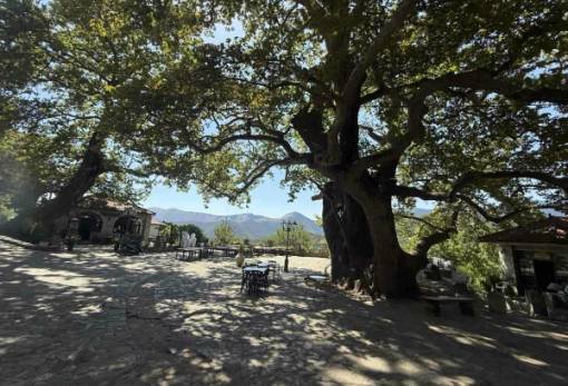 Είχε λόγους το «κουτσούρεμα» του μνημειακού πλατάνου της Άρνας