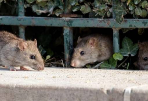 Έρευνα: Τα ποντίκια των πόλεων δεν θα «πυροδοτήσουν» την επόμενη πανδημία