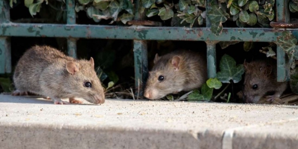 Έ&rho;&epsilon;&upsilon;&nu;&alpha;: &Tau;&alpha; &pi;&omicron;&nu;&tau;ί&kappa;&iota;&alpha; &tau;&omega;&nu; &pi;ό&lambda;&epsilon;&omega;&nu; &delta;&epsilon;&nu; &theta;&alpha; &laquo;&pi;&upsilon;&rho;&omicron;&delta;&omicron;&tau;ή&sigma;&omicron;&upsilon;&nu;&raquo; &tau;&eta;&nu; &epsilon;&pi;ό&mu;&epsilon;&nu;&eta; &pi;&alpha;&nu;&delta;&eta;&mu;ί&alpha;