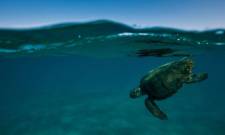 &Mu;ό&nu;&omicron; 1 &sigma;&tau;&iota;&sigmaf; 10 &pi;&alpha;&rho;&alpha;&lambda;ί&epsilon;&sigmaf; &tau;&eta;&sigmaf; Caretta caretta &pi;&alpha;&rho;&alpha;&mu;έ&nu;&epsilon;&iota; &alpha;&nu;έ&pi;&alpha;&phi;&eta;