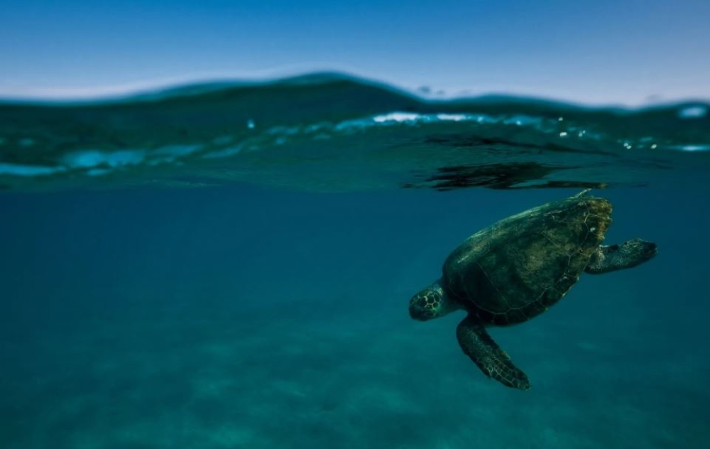 &Mu;ό&nu;&omicron; 1 &sigma;&tau;&iota;&sigmaf; 10 &pi;&alpha;&rho;&alpha;&lambda;ί&epsilon;&sigmaf; &tau;&eta;&sigmaf; Caretta caretta &pi;&alpha;&rho;&alpha;&mu;έ&nu;&epsilon;&iota; &alpha;&nu;έ&pi;&alpha;&phi;&eta;