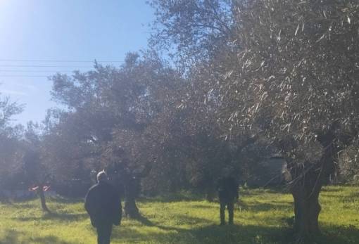 Πλήγμα από τους ανέμους στις ελιές σε 24 κοινότητες της Σπάρτης