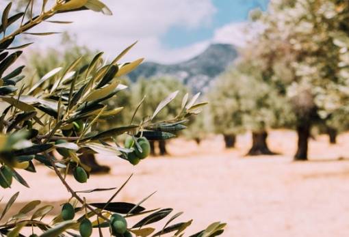 Φόβοι για απώλειες σε ελιά και πορτοκάλι